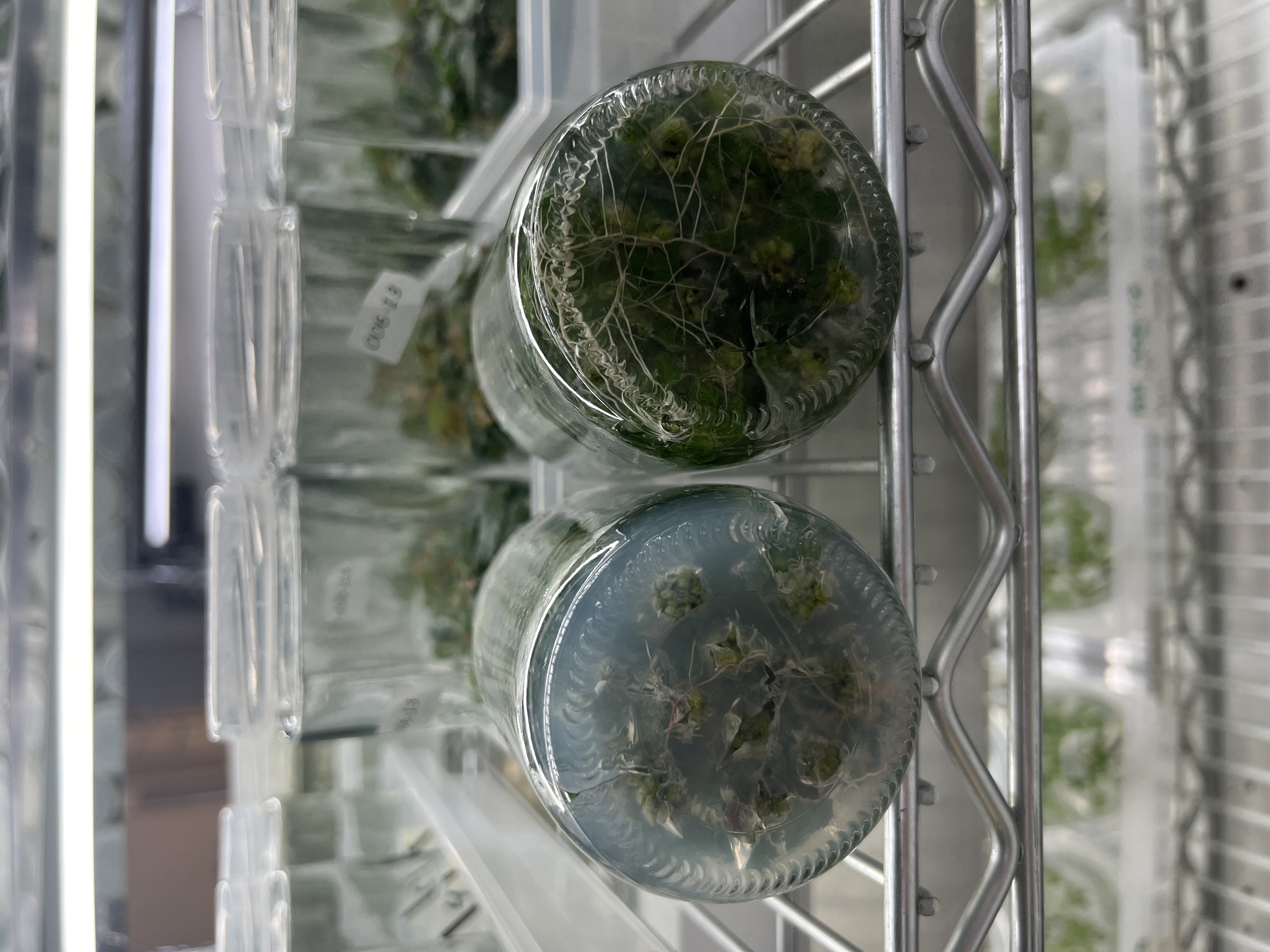 Tissue Culture