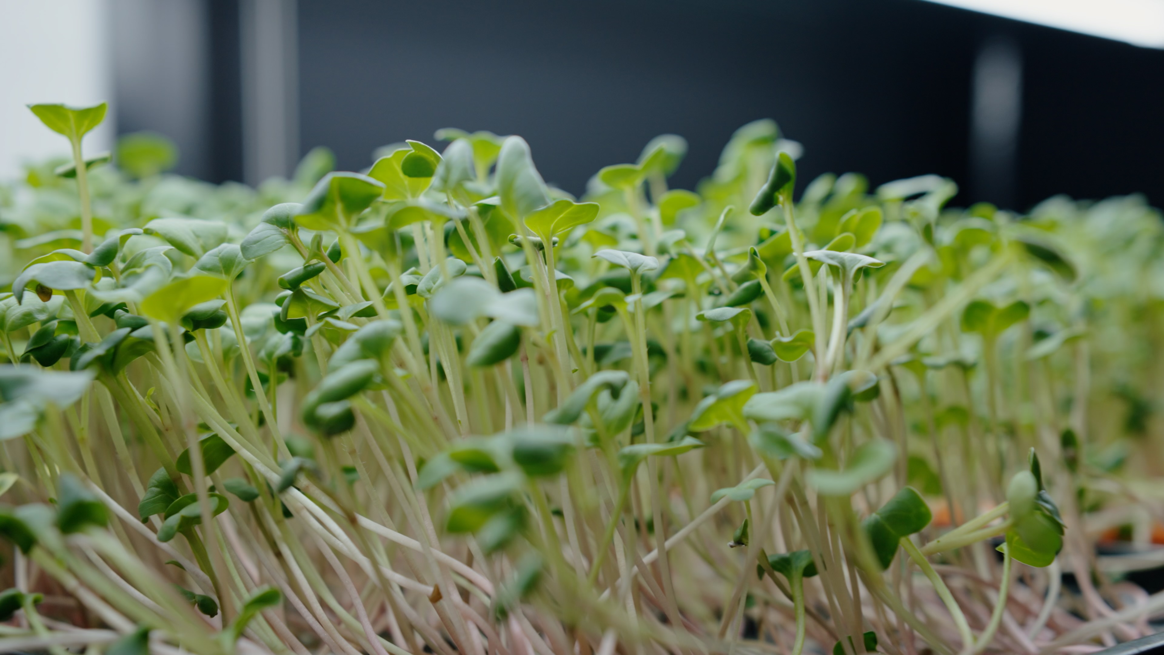 Substrate production process