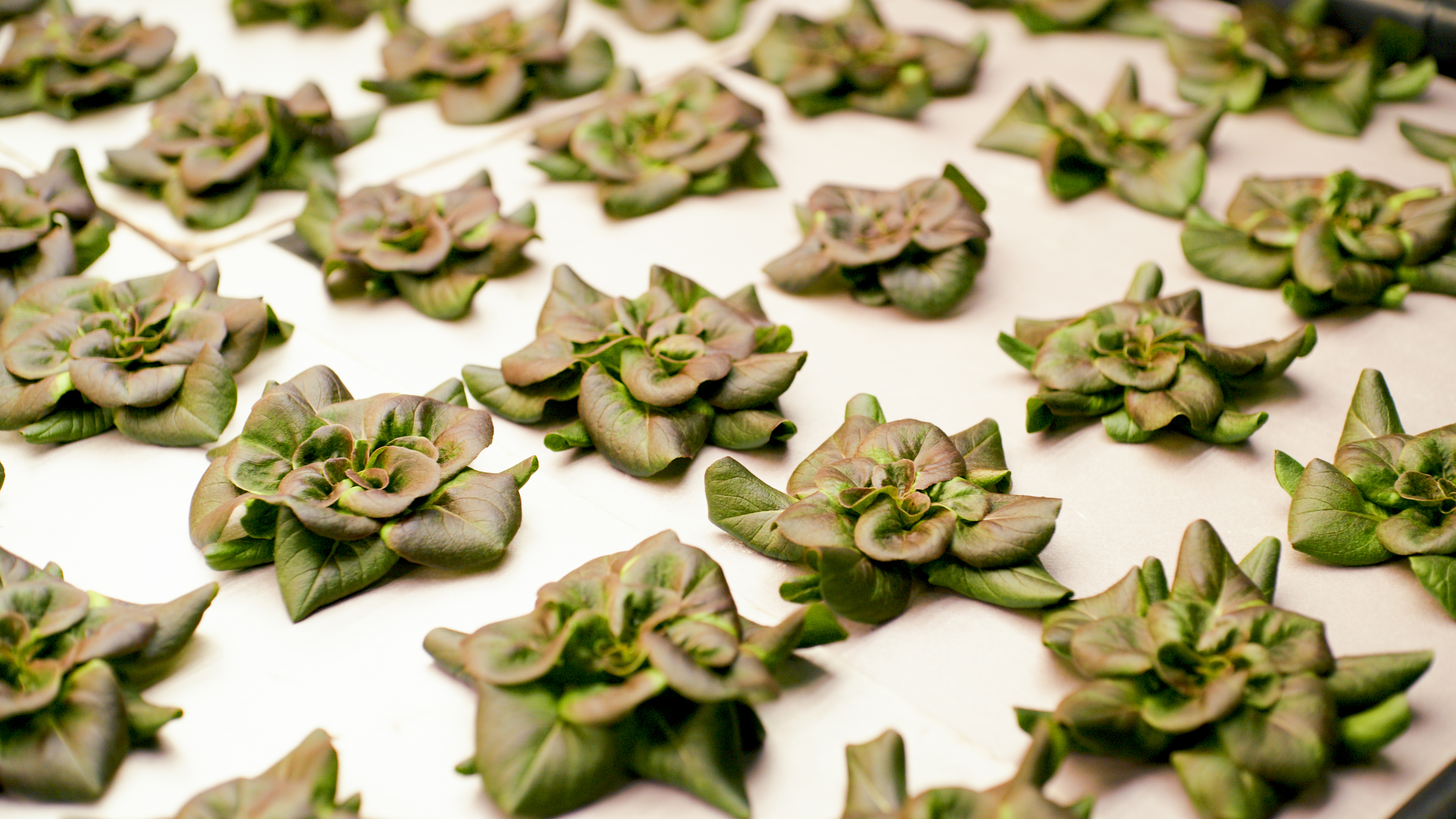 Real-World Application