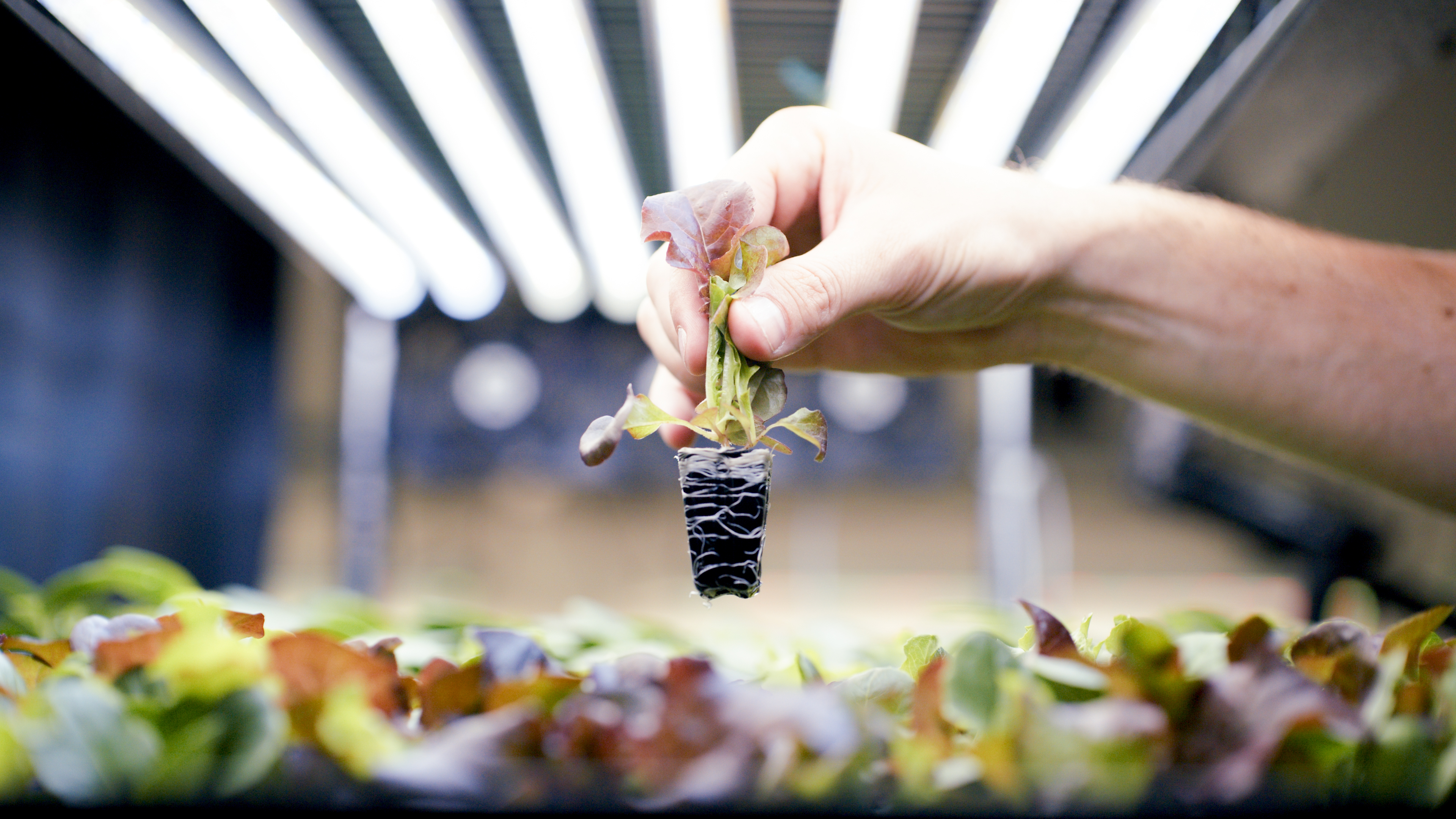 Plug with emerging roots