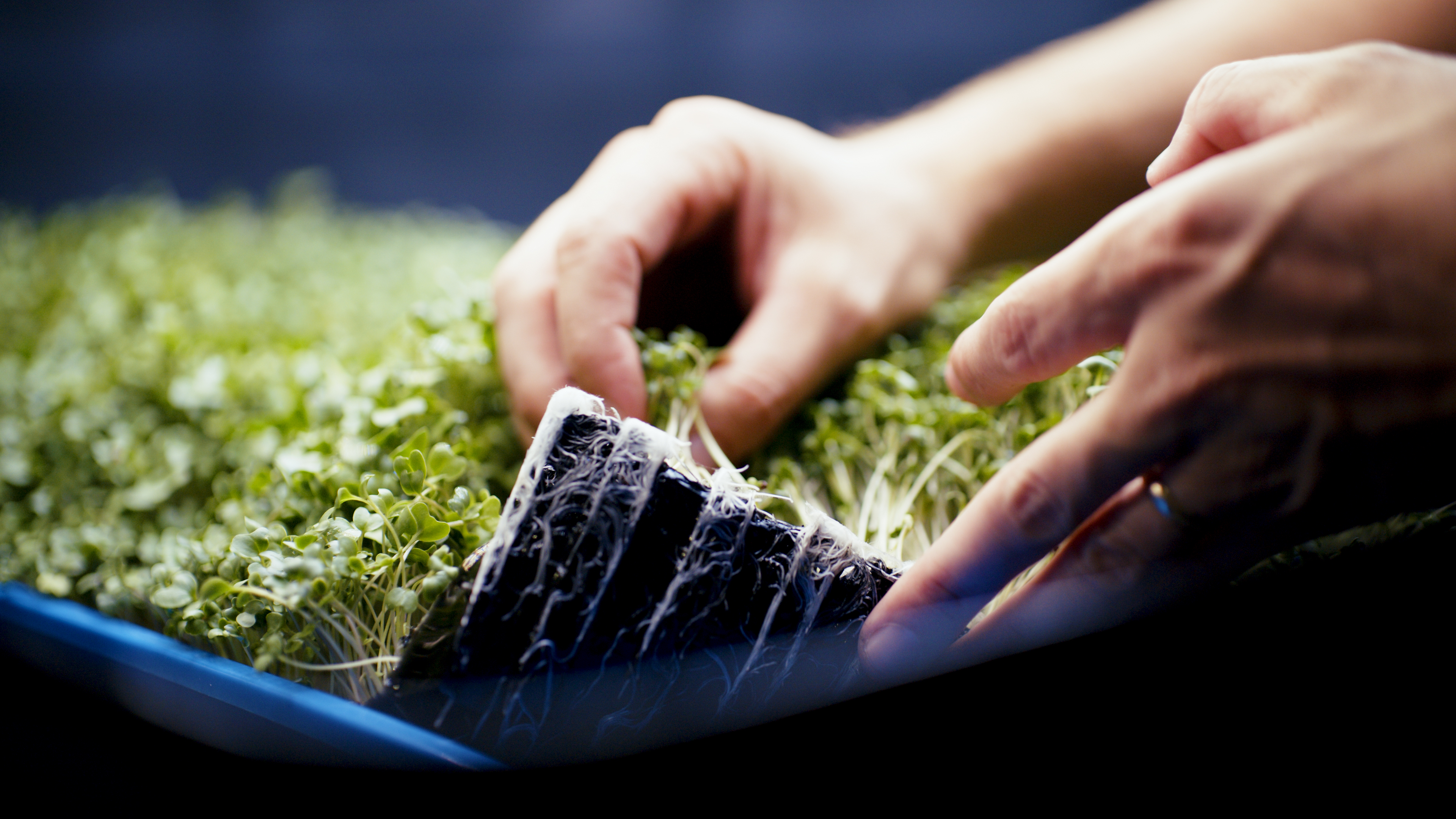 Greenhouse application