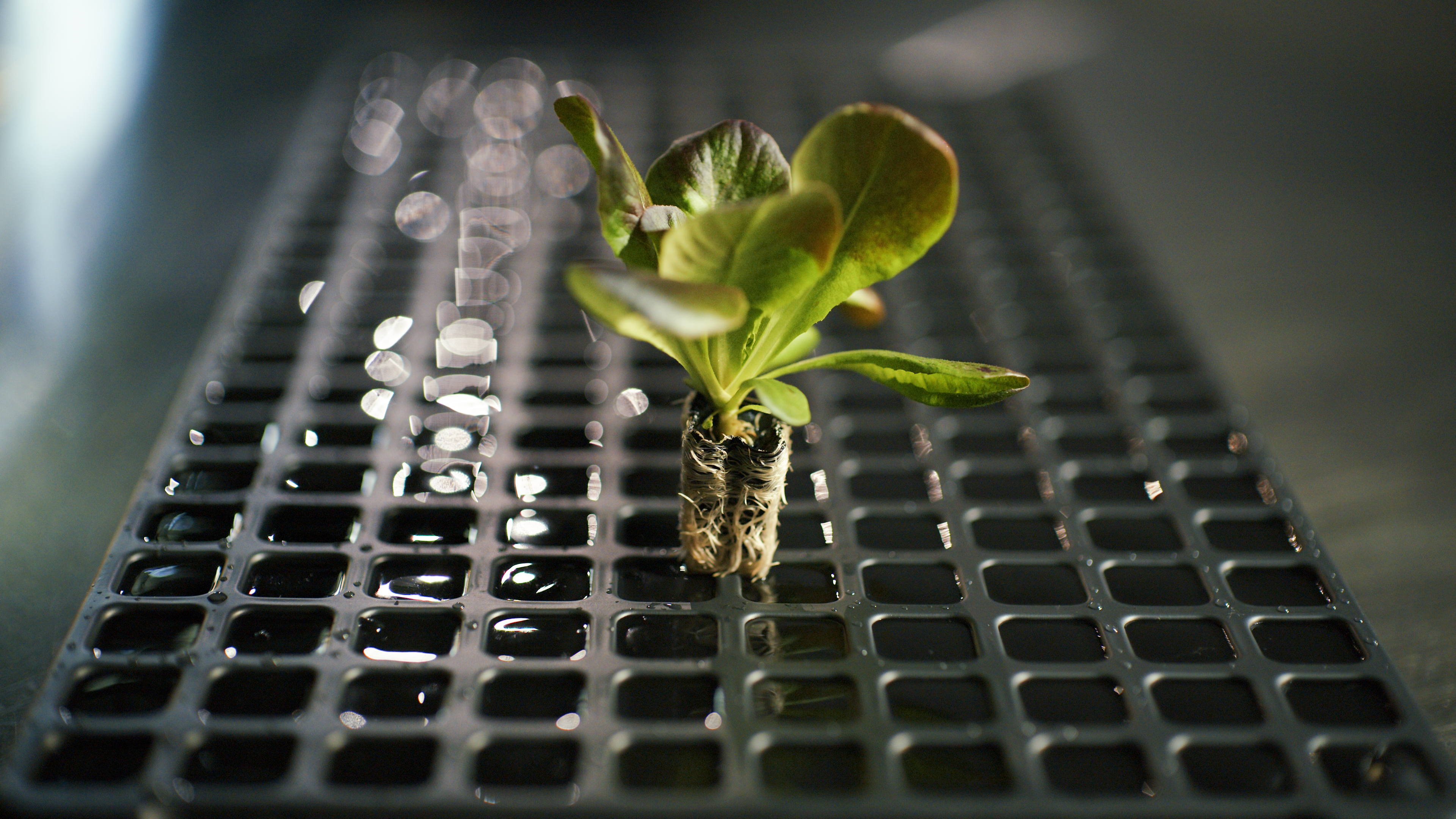 Seedling emerging from Veritas biopolymer substrate