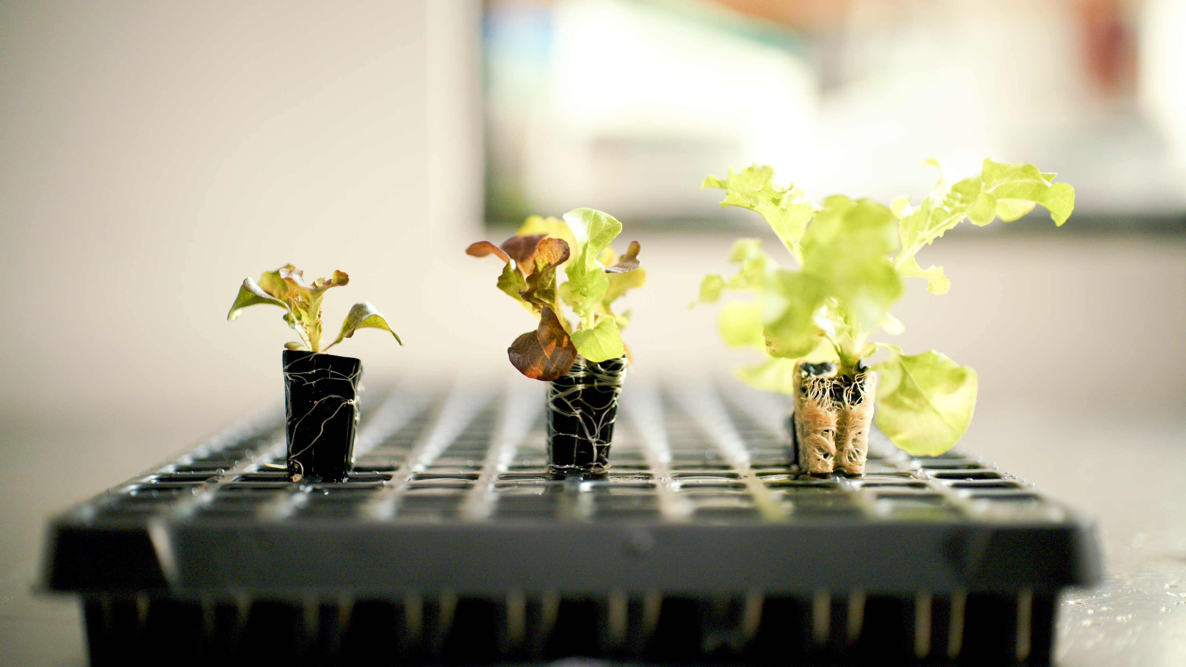 Veritas substrate in use